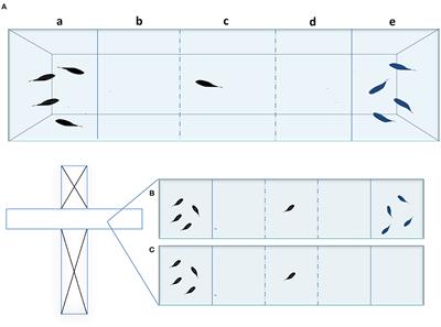 Social Preference Tests in Zebrafish: A Systematic Review